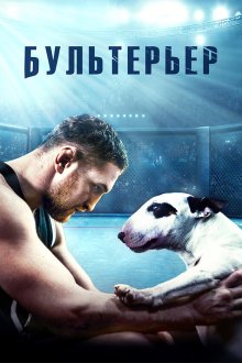  Бультерьер (2022) 